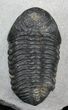 Phacops Trilobite - Mrakib, Morocco #29817-4